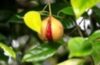 A poem by Dr M Ahmedullah “THE GIFT AND CURSE OF NUTMEG IN THE BANDA ISLANDS ARCHIPELAGO!”